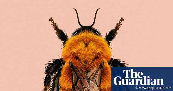 ‘Panda of the insect world’: the moscardón bumblebee creates buzz for invertebrate of the year