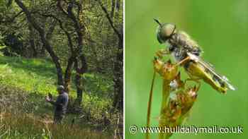 How grapefruits and experts at The Deep in Hull are helping to save rare aquatic insect