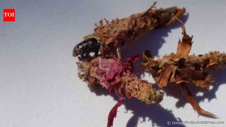 This insect makes a house of silk and leaves and then carries it everywhere on its back