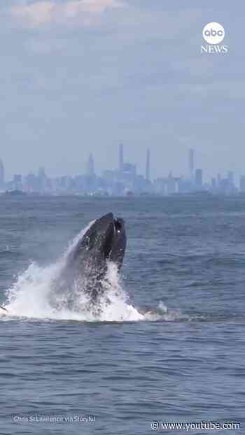 Humpback whale spotted off NYC waters