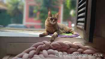 Owners of cats kept indoors sent new warning as some say 'put up nets'