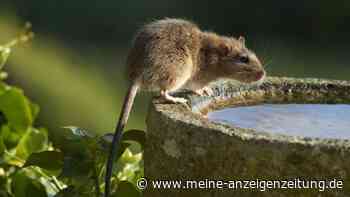 Ratten und Mäuse werden durch dieses kostenfreie Hausmittel dauerhaft aus Ihrem Garten verjagt