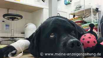 Drei Warnzeichen, die Hundehalter niemals ignorieren sollten