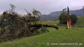 Nach heftigem Unwetter auf dem Samerberg: Sturm reißt mächtige Bäume auseinander