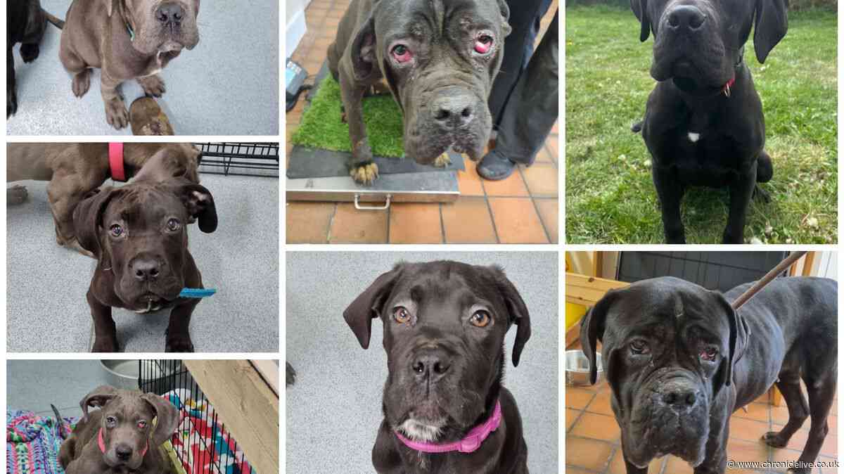 Newcastle shelter boss says 'heartbreaking' case of neglected Cane Corso dogs shows need for harsher punishments
