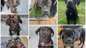 Newcastle shelter boss says 'heartbreaking' case of neglected Cane Corso dogs shows need for harsher punishments