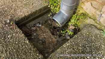 Welsh households told to pour washing up liquid down drains this week