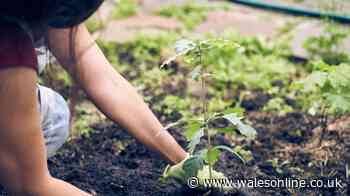 11 plants that can 'cope with heatwaves' named by gardener