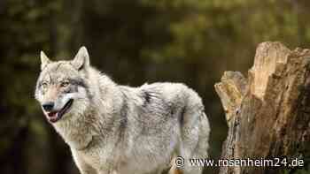 Wolf nahe der Region Rosenheim: Zwei tote Schafe gefunden – ein großes Fragezeichen bleibt