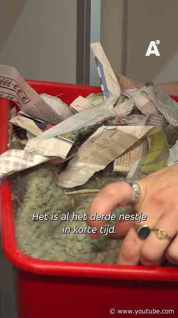 Dierenasiel DOA overspoeld met babykonijntjes