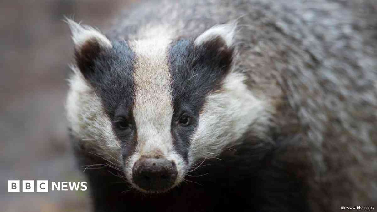 Golf club battles hungry badgers digging up greens