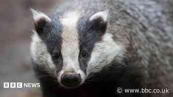 Golf club battles hungry badgers digging up greens