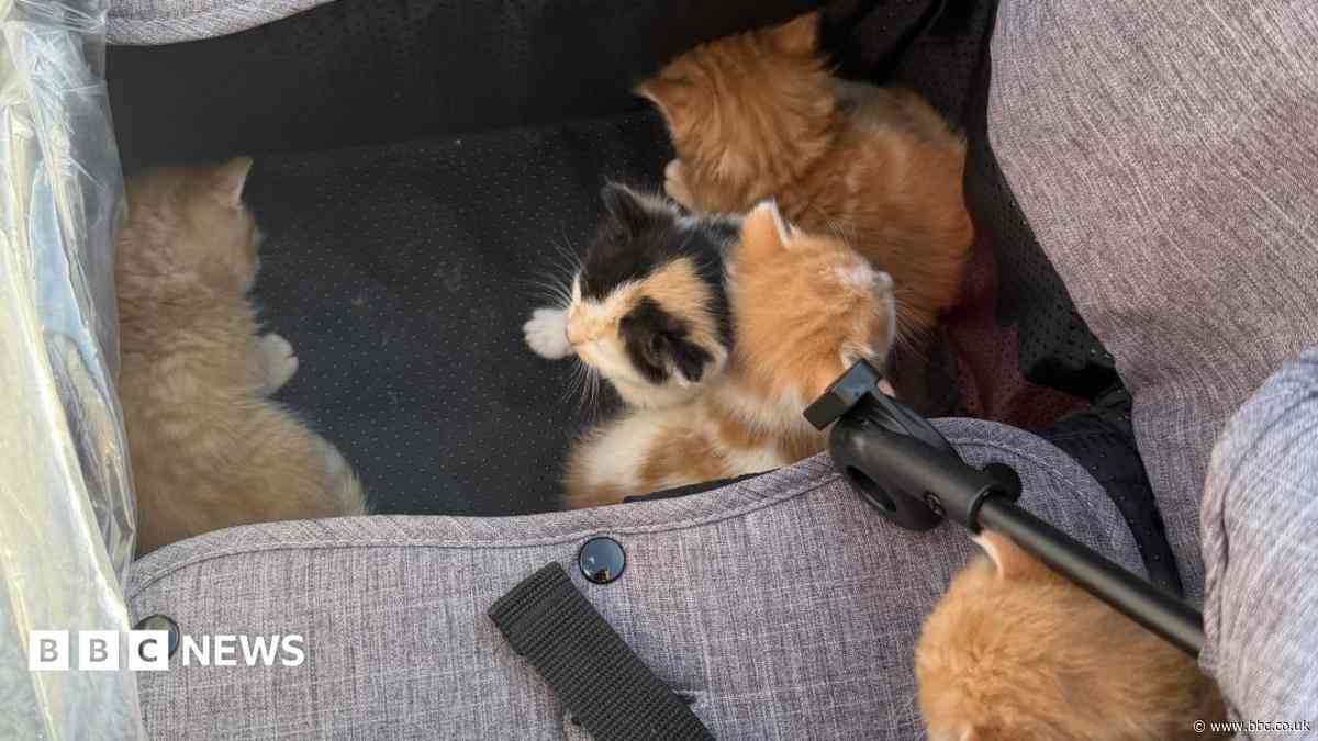 Five four-week-old kittens saved from house fire