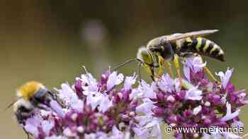 Biene oder Wespe? So erkennen und unterscheiden Sie die Insekten richtig