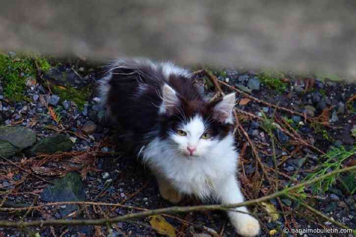 NIWRA: Outdoor cats are cute and cuddly but also deadly predators