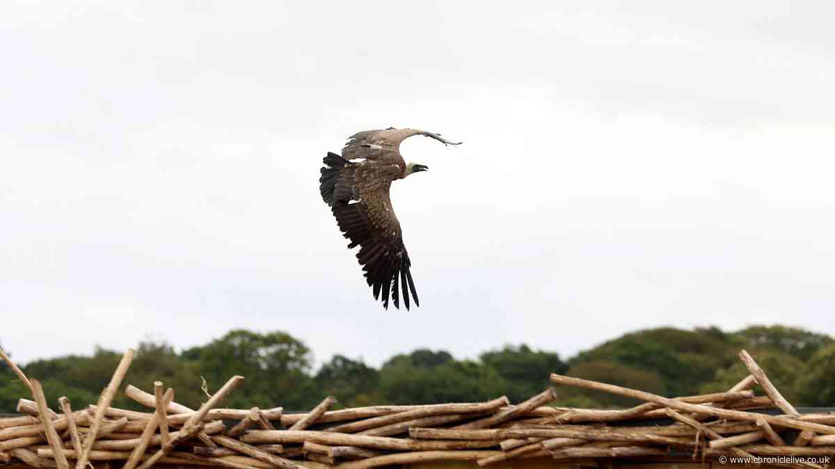 I looked a vulture in the eye as spectacular Kynren show took my breath away from the start
