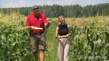 Quebec farmers enjoying profitable season despite falling corn prices