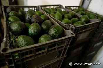 Mexican avocado exports to the US have been stopped again. Why?
