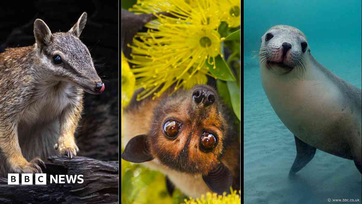 Australia is the planet's extinction hotspot, but one animal offers a glimmer of hope