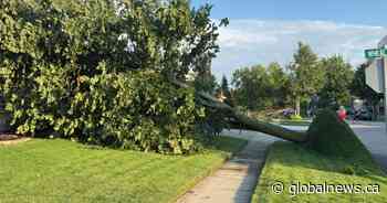 2 tornadoes touch down in southwestern Ontario as storms blow through region