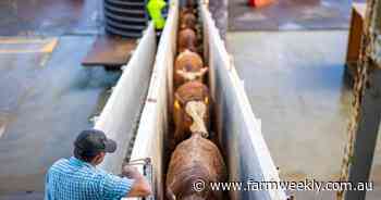 Re-heated petition against live export to hit Canberra in September