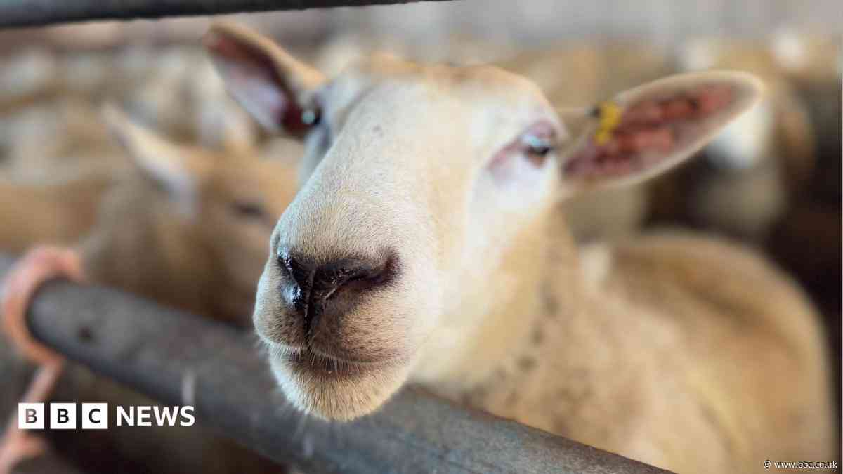 Bluetongue dominates vets' workload as cases rise