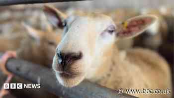 Bluetongue dominates vets' workload as cases rise
