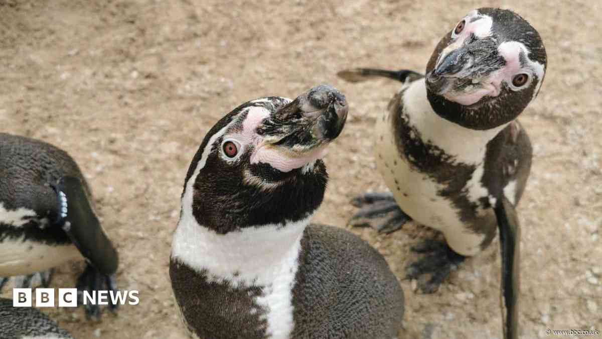 Exotic birds 'enjoy heat' but zoos fight for water
