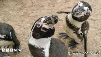Exotic birds 'enjoy heat' but zoos fight for water