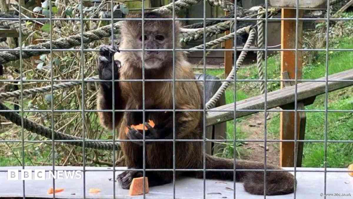 Monkey sanctuary shuts after more than 60 years