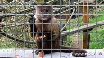Monkey sanctuary shuts after more than 60 years