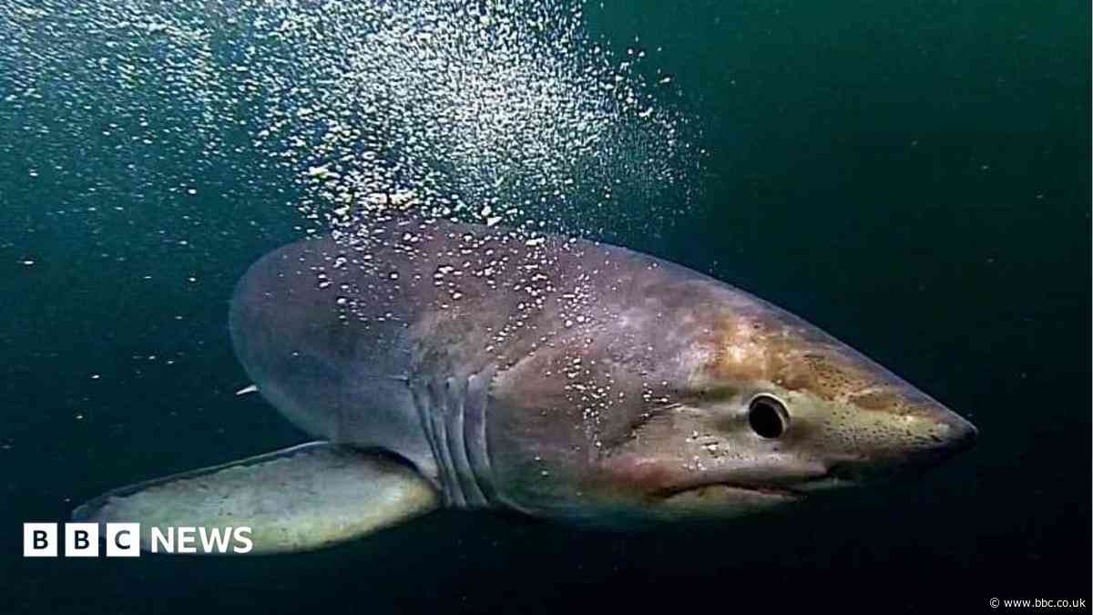 Shark species changing due to warmer waters