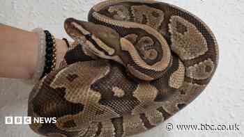 Royal python rescued from country roadside