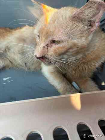 Dozens of cats lost after massive Enid house fire