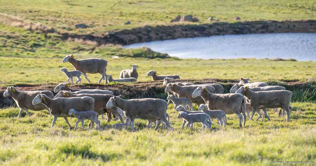 Export weakness and supply spike combine to cool sheep and lamb market