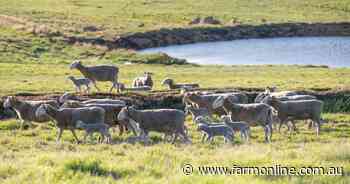 Export weakness and supply spike combine to cool sheep and lamb market
