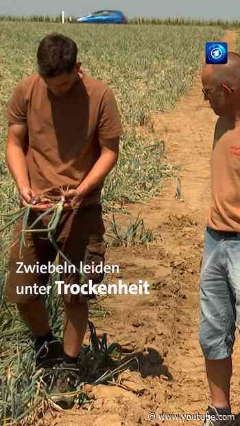 Anhaltende #Trockenheit gefährdet vielerorts in Deutschland die #Ernte #tagesschau #nachrichten