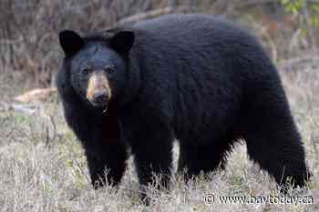 Bear attacks three-year-old girl playing on deck outside home in Maple Ridge, B.C.