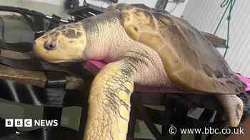 Rare turtle to be sent back home in 5,000-mile 'incredibly emotional' trip
