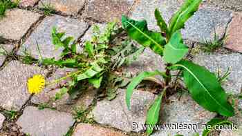 Stop using vinegar and salt to kill patio weeds when 1 natural item works better in 3 days