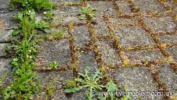 Paving will never be invaded by weeds if you use 1 natural item that kills them in 3 days