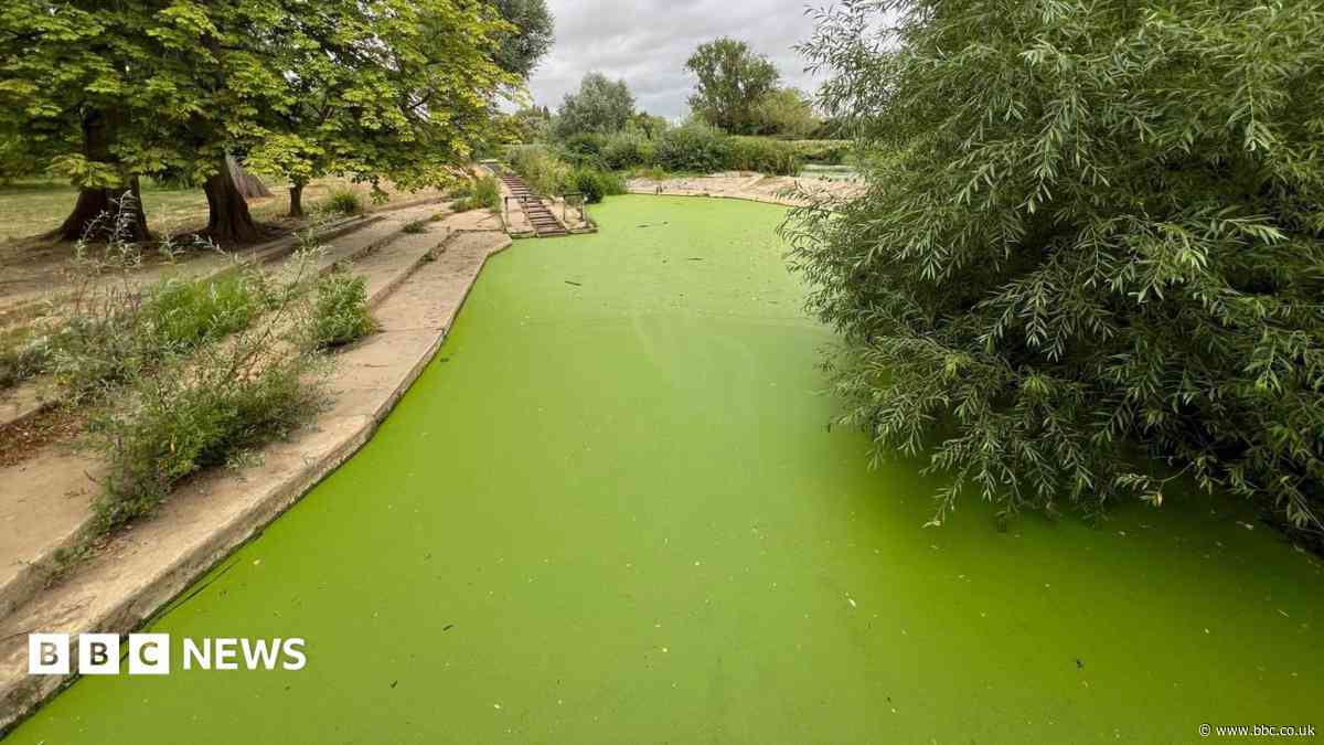 'Fluorescent' weed takes over popular bathing spot