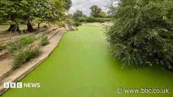 'Fluorescent' weed takes over popular bathing spot
