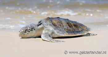 Een emotioneel afscheid in Wales: zeldzame zeeschildpad Rhossi begint aan reis van 8000 kilometer naar huis