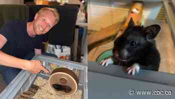 This hamster tracks his runs on Strava | The Moment
