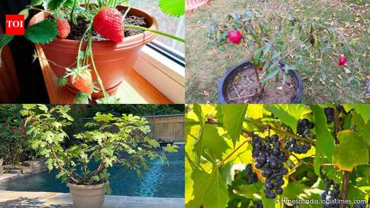 5 low-maintenance fruit plants you can grow in pot and get good harvest