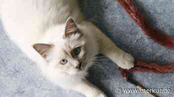 Katzenrasse mit Anmut, Charakter und Charme – die Heilige Birma