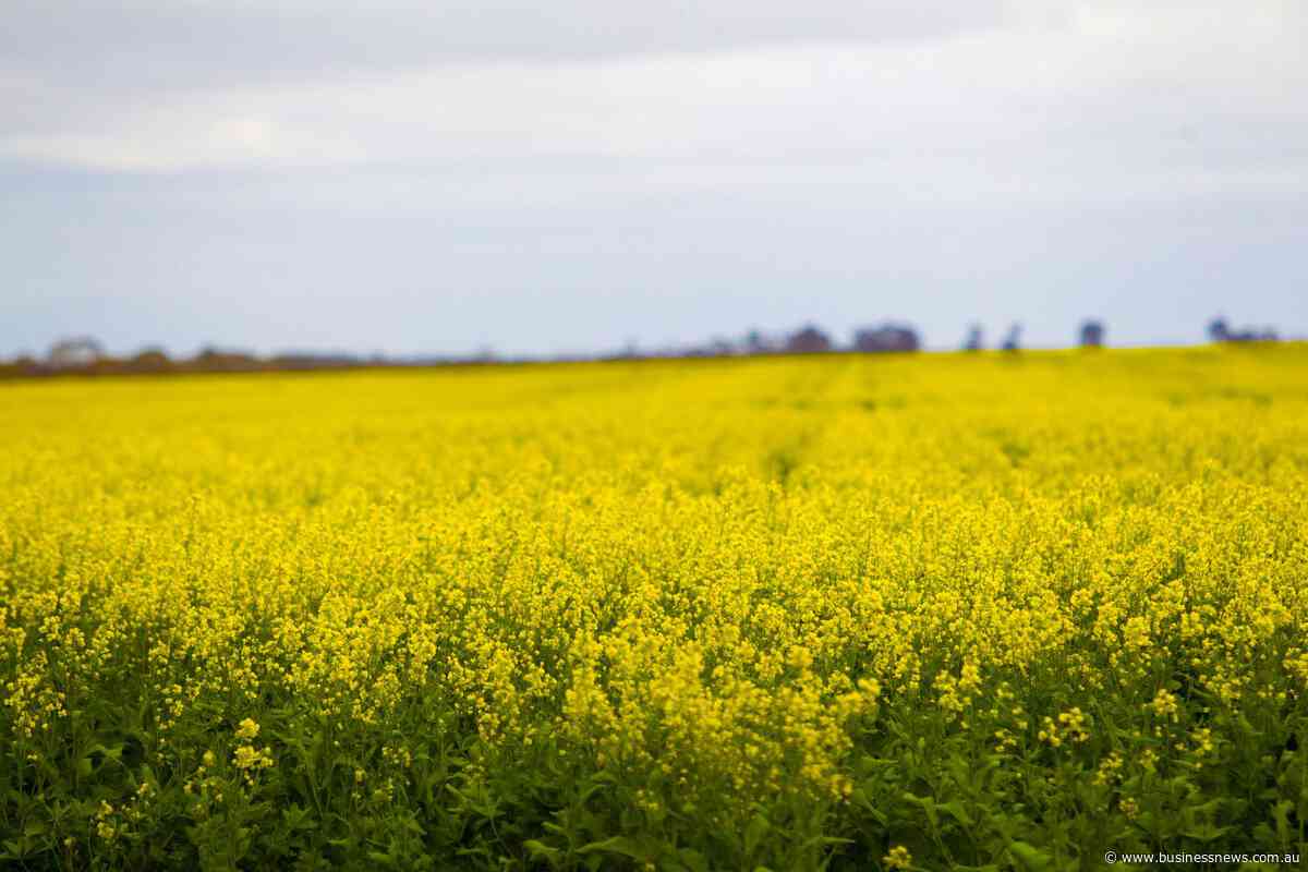 Opinion: Major market reopens for Australian canola