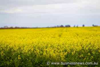 Opinion: Major market reopens for Australian canola