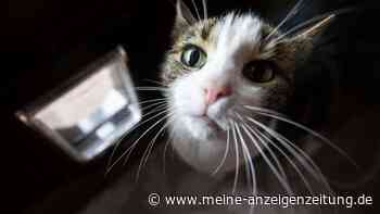 Katze geerbt, getrennt, gestritten? Diese Fälle zeigen, was Halter wissen müssen